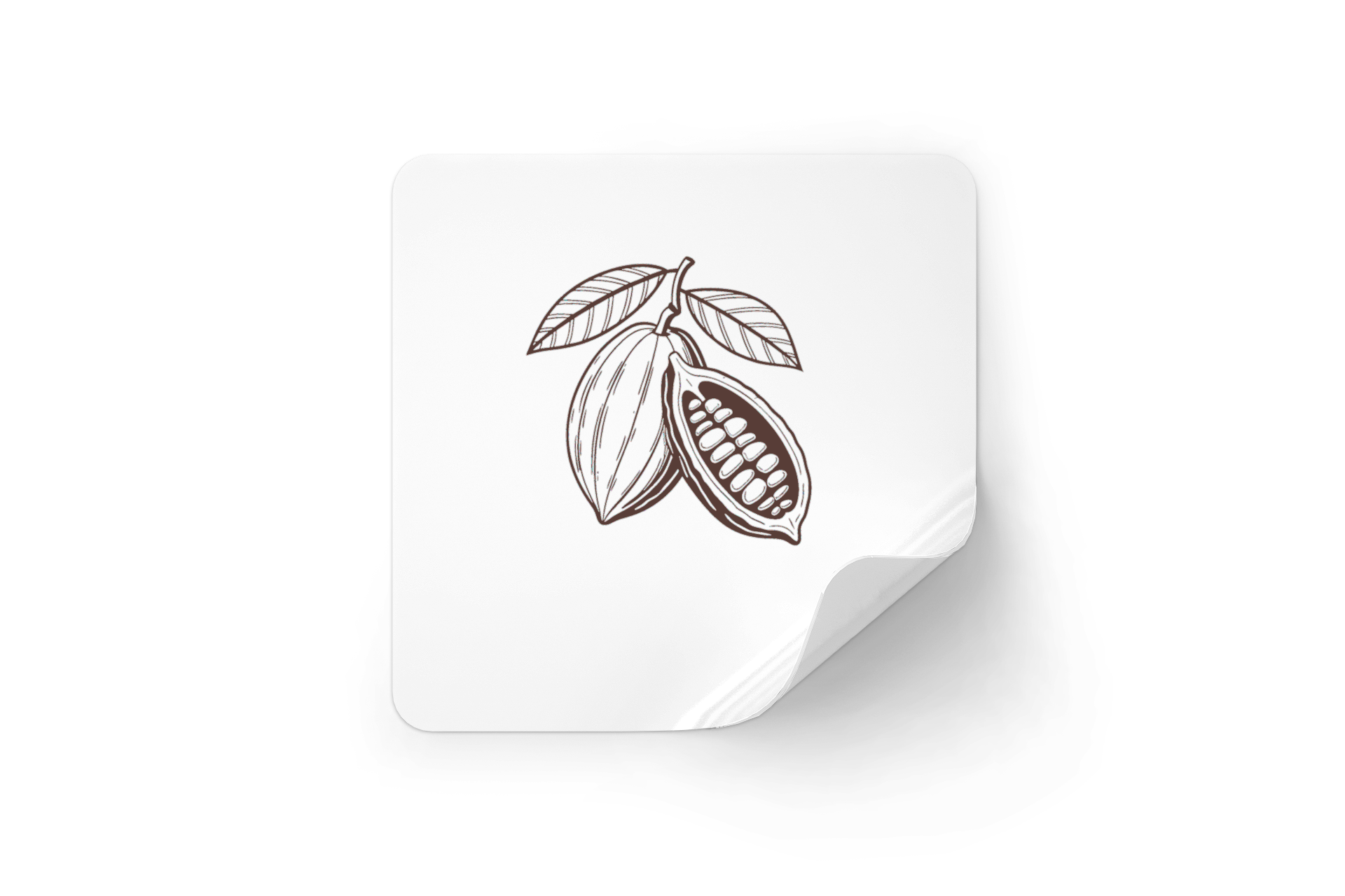 Sticker à fond blanc avec dessin vintage d'une cabosse de cacao éclatée